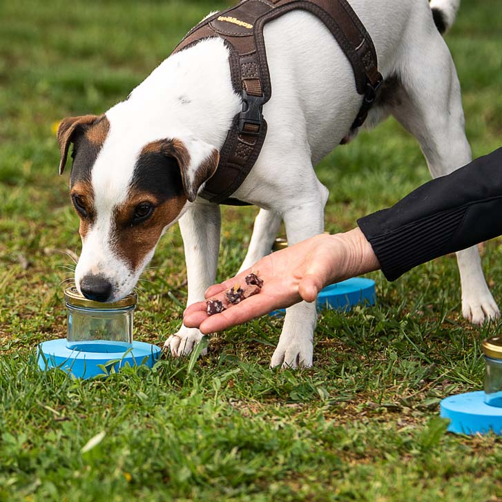 Scent Detection - Familienhunde lernen schnüffeln wie die Profis! (Nasenarbeit 1/3)