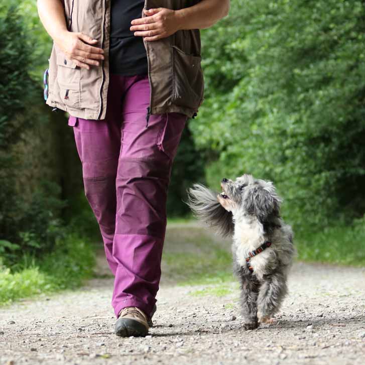 Hundetrainer werden - Ein Berufsweg mit Zukunft