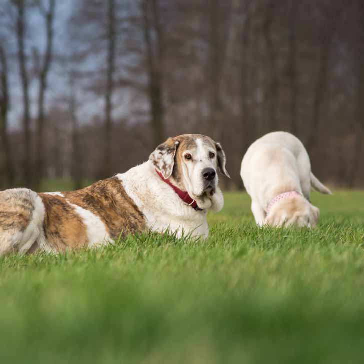 Der Herdenschutzhund - Ein Hund wie jeder andere?