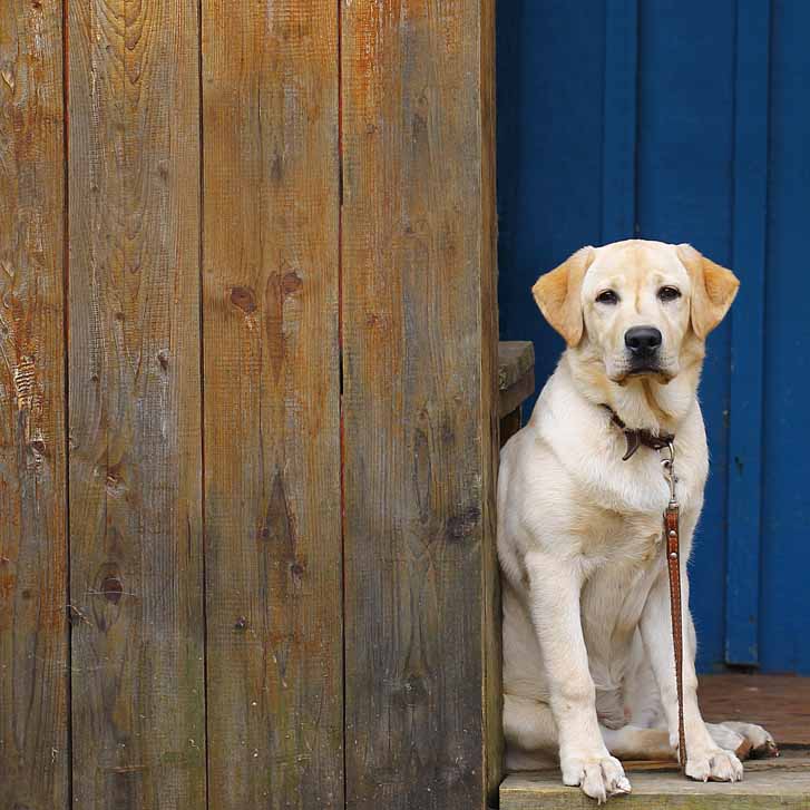 C.A.T.-Training mit aggressiven und ängstlichen Hunden