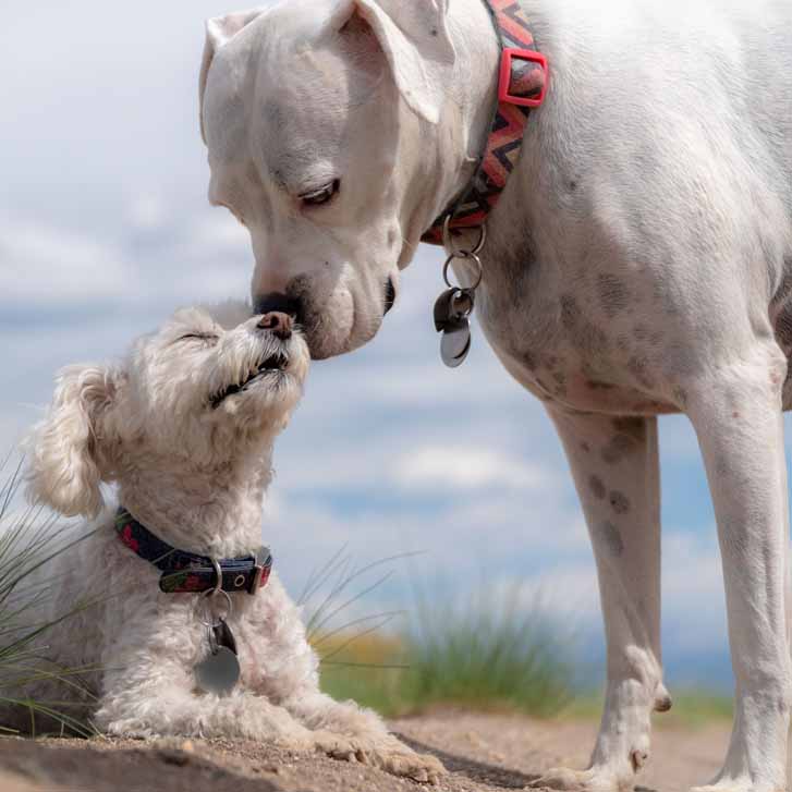 Emotionen beim Hund