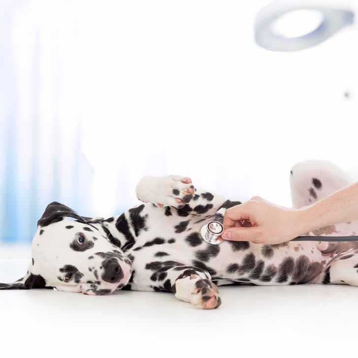 Die Gesundheit des Hundes im Blick