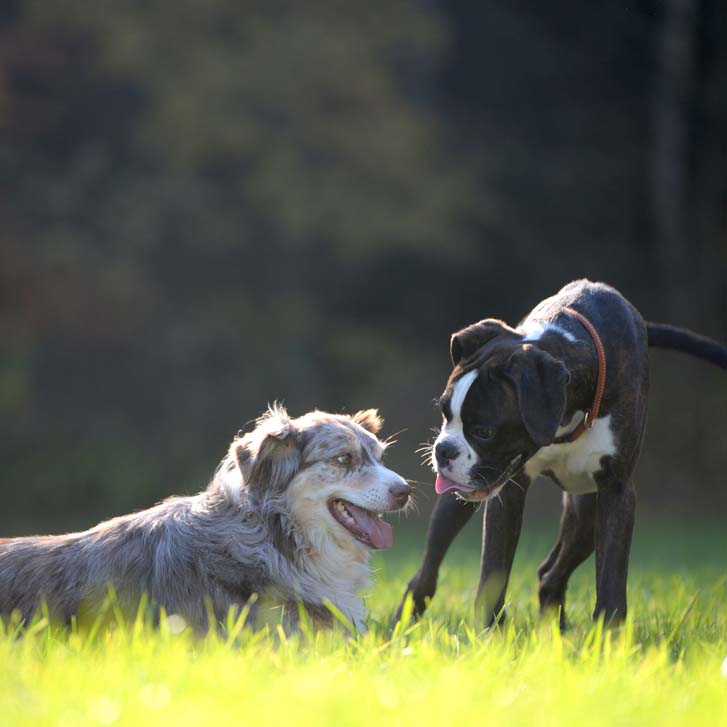 Körpersprache der Hunde