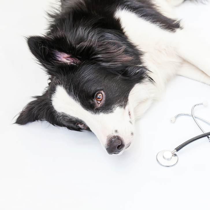 Die idiopathische Epilepsie beim Hund